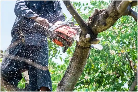 tree services Sioux Falls